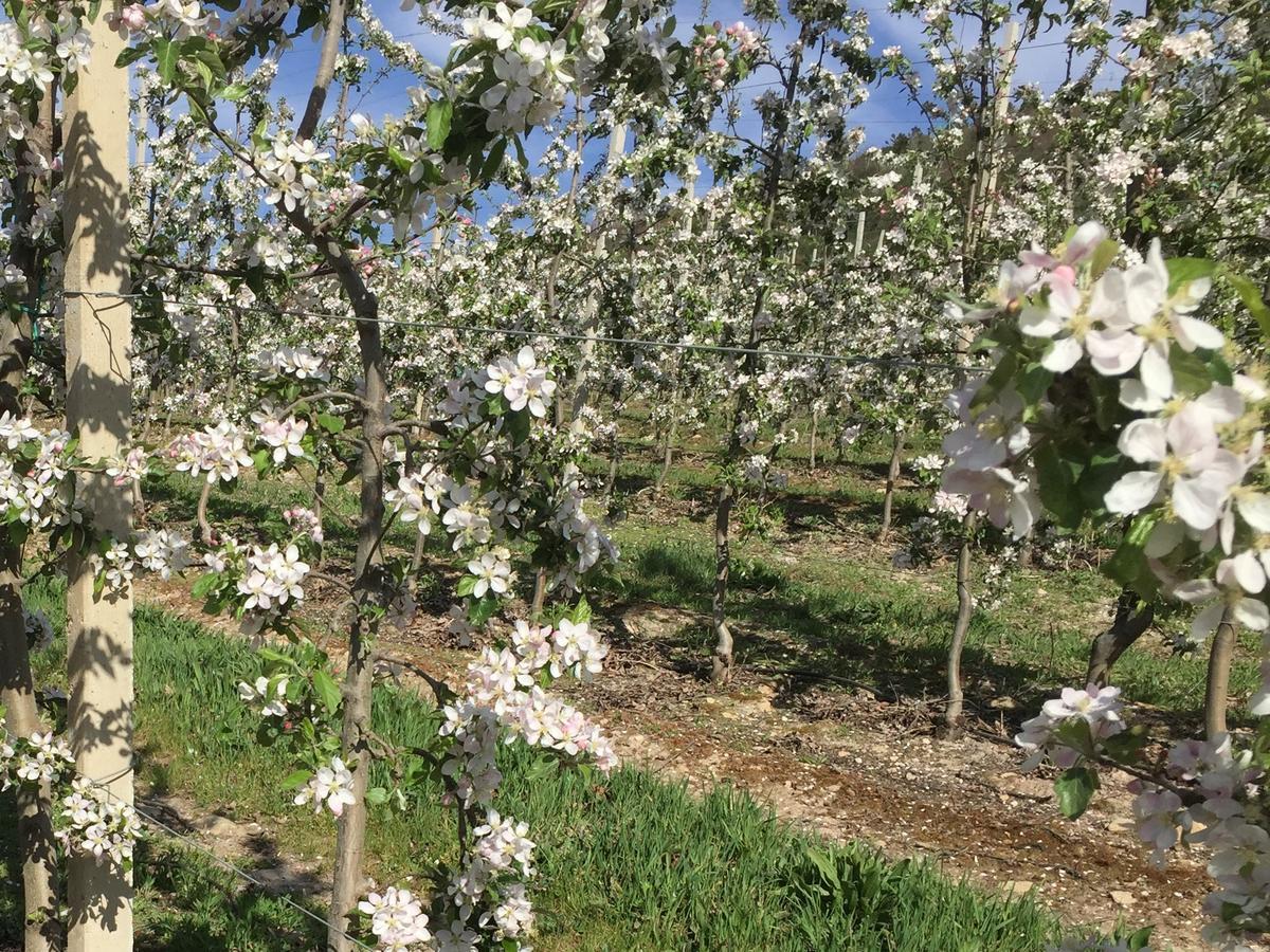 Quinta Bemboa Turismo Espaco Rural Aricera ภายนอก รูปภาพ